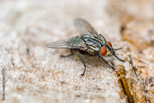 Housefly (Musca Domestica). Fly of the suborder Cyclorrhapha. © Robson90