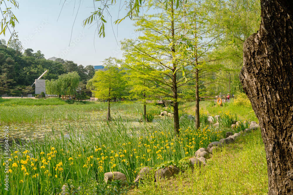 Spring of Boramae park in Seoul, Korea