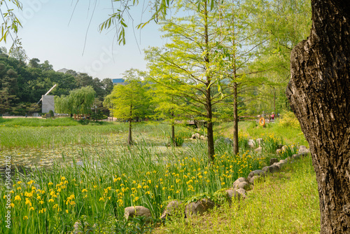 Obraz na płótnie Spring of Boramae park in Seoul, Korea w salonie