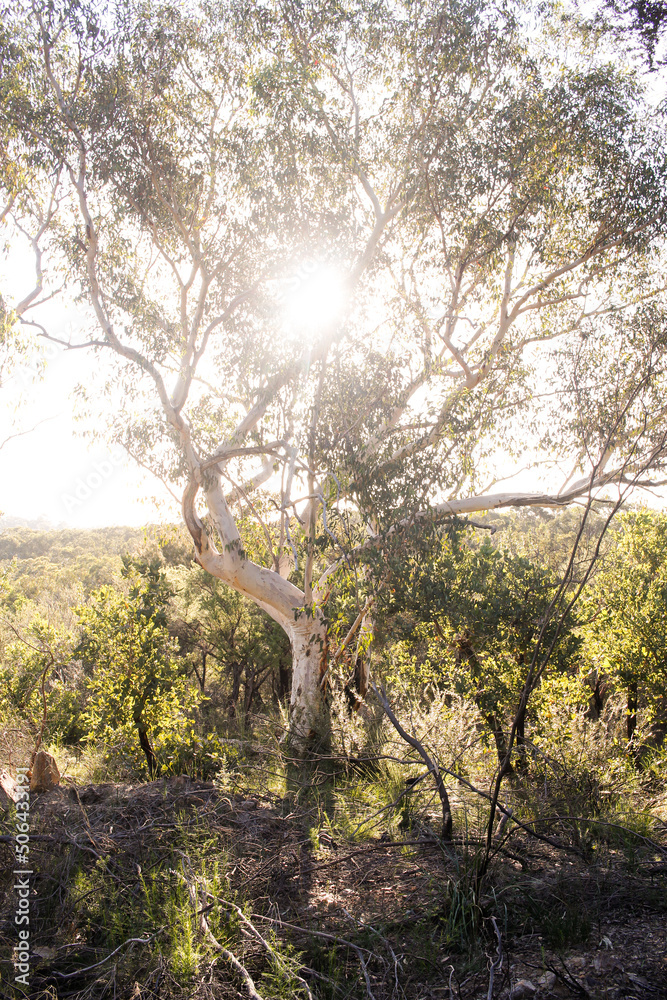 A gum tree with a bright light in Australian bushland A gum tree with a bright light in Australian bushland