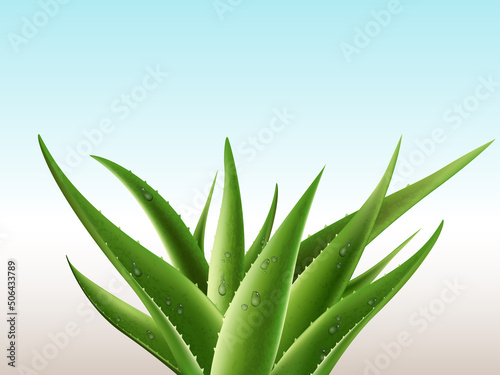 Realistic aloe vera medicinal plant and its sections with fresh drops of water in 3D. Isolated vector illustration