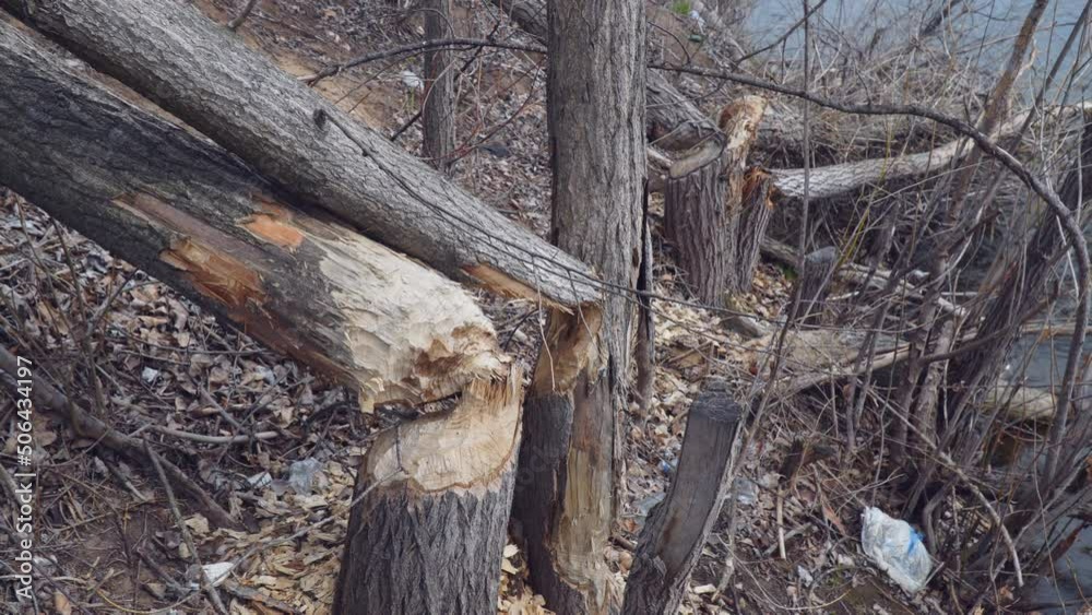 Trunks of trees on the shore of the lake gnawed and felled by a beaver Trunks of trees on the shore of the lake gnawed and felled by a beaver