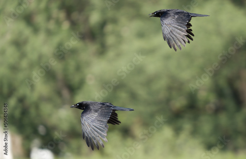 Two crows in flight