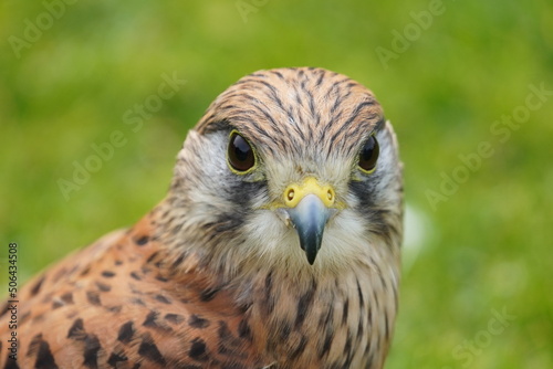 American kestrel