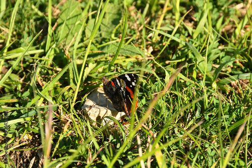 peacock butterfly in a meadow in Germany in spring