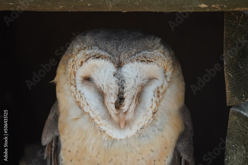 African grass owl