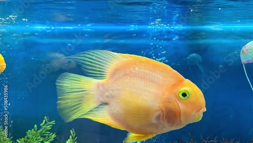 Blood parrot cichlid fish swimming in aquarium. Heart parrot or Taiwan hybrid fish swims in fishtank