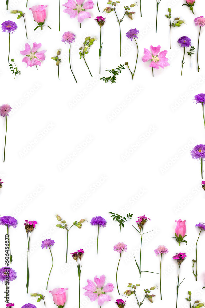 Violet and pink wildflowers: cornflower, field scabious, wild carthusian pink, malva, pink bellflowers on a white background with space for text. Top view, flat lay