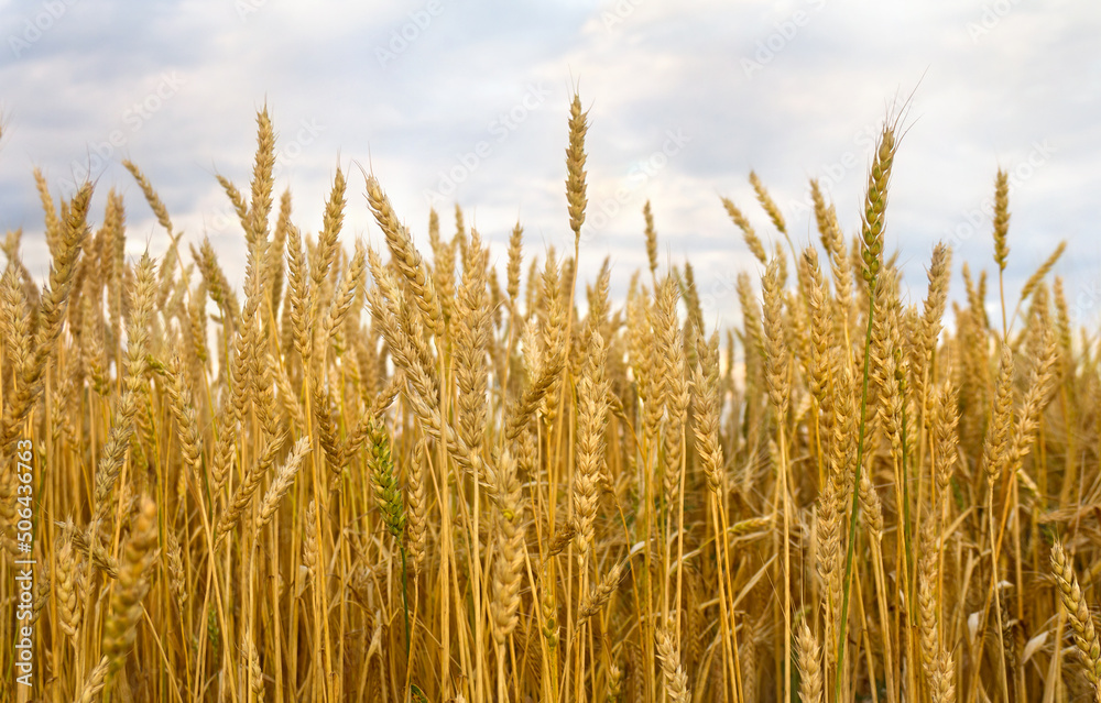 Field wheat in period harvest on background cloudy sky Field wheat in period harvest on background cloudy sky