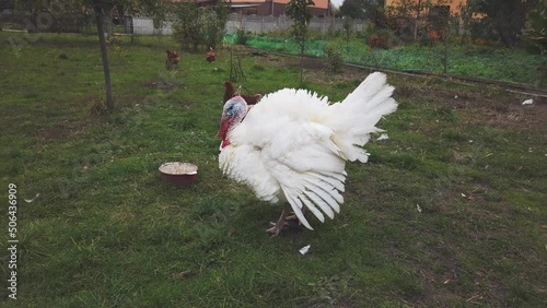 Domestic turkey walk on green grass in summer garden. Big broad breasted white turkey walking at farm. Rural landscape with turkeycock on autumn barnyard in village