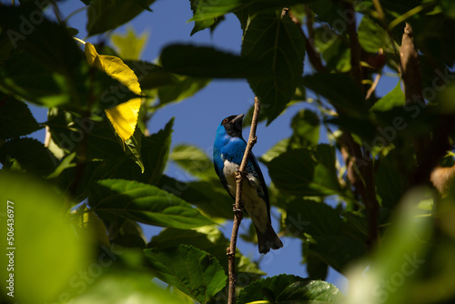 Um pássaro de cor azul empoleirado em um galho de uma árvore frondosa. (Tersina viridis). Sai-andorinha macho.