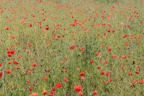 Poppies in a wheat field on a sunny spring day.