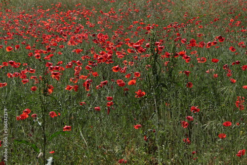 Poppies in a wheat field on a sunny spring day.