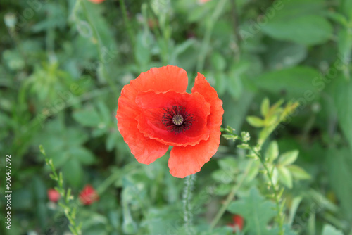Open poppy in a grade field. Sunny spring day.