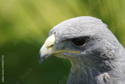Black chested buzzard eagle photo