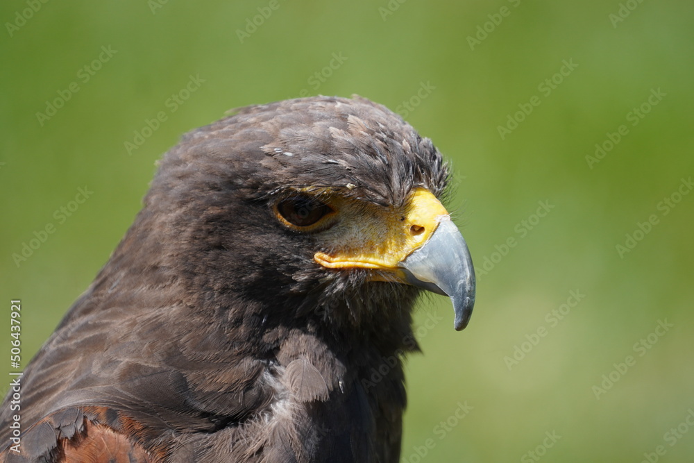 Obraz premium Harris's hawk