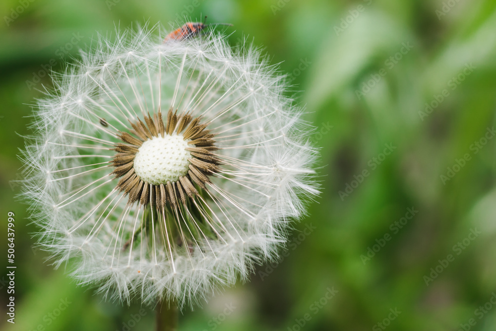 Fototapeta premium Fluffy dandelion on a green background with space for text