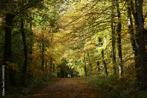 Autumn forest in Baden-Wurttemberg, Germany © nastyakamysheva