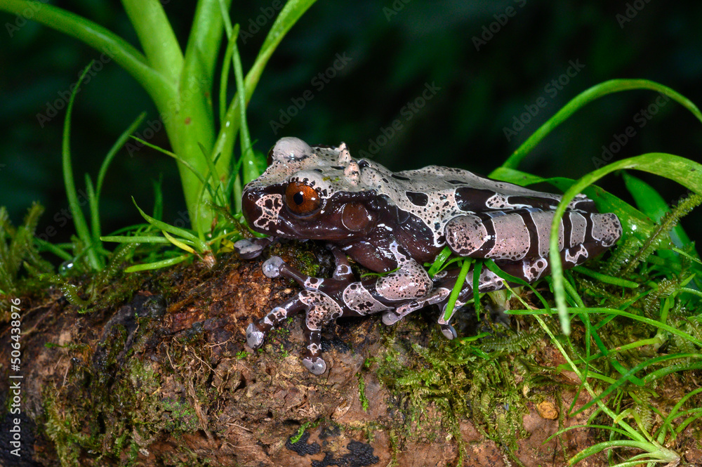 Fototapeta premium white-brown masked forest frog sitting on a log