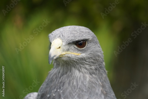 Black chested buzzard eagle