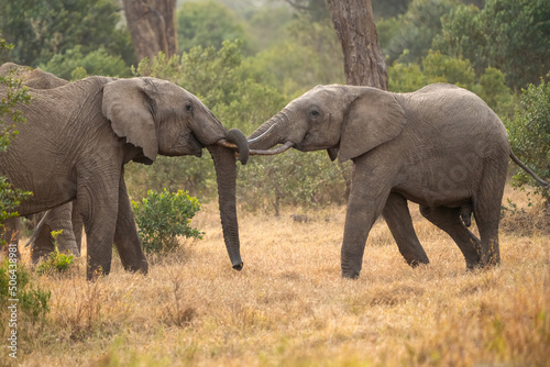 Clsoe up of African Bush Elephants walking on the road in wildlife reserve. Maasai Mara  Kenya  Africa.  Loxodonta africana 