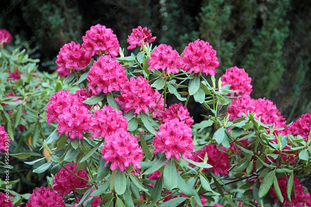 Rhododendron Rhododendron