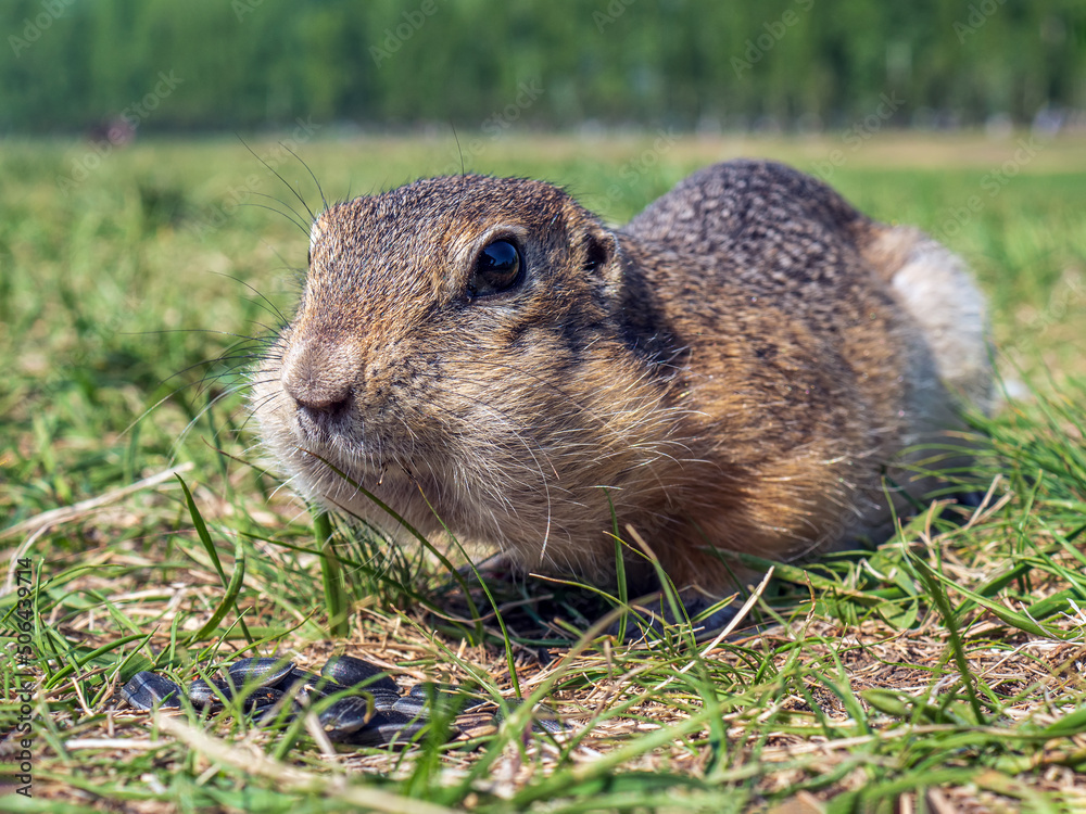 Gopher on the lawn is eating sunflower seeds. Close-up Gopher on the lawn is eating sunflower seeds. Close-up