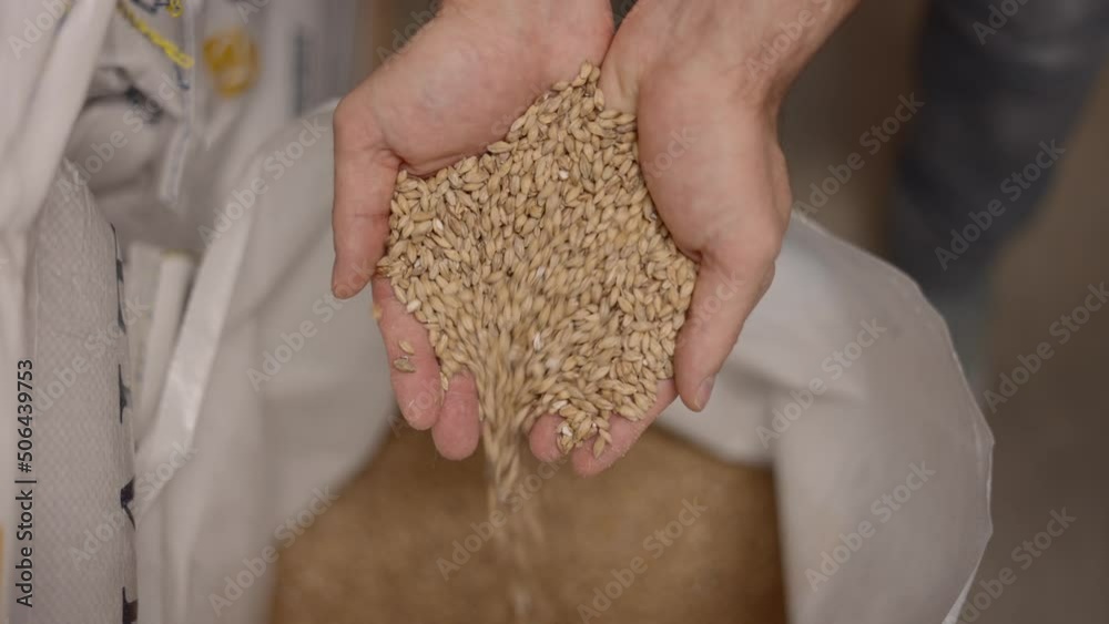 Hands Taking And Pouring Barley Malt Grain In Bag. Brewery Concept. overhead Hands Taking And Pouring Barley Malt Grain In Bag. Brewery Concept. overhead