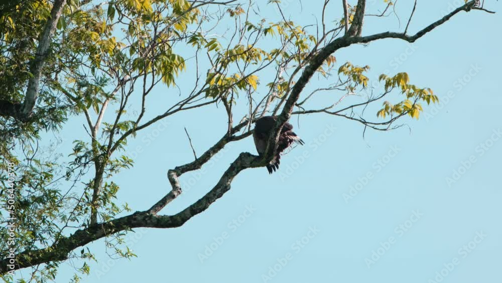 Seen looking down and preening while spreading its wings to dry, Crested Serpent Eagle Spilornis cheela, Kaeng Krachan National Park, Thailand. Seen looking down and preening while spreading its wings to dry, Crested Serpent Eagle Spilornis cheela, Kaeng Krachan National Park, Thailand.
