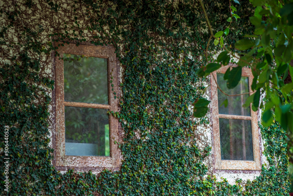 old window with leaves