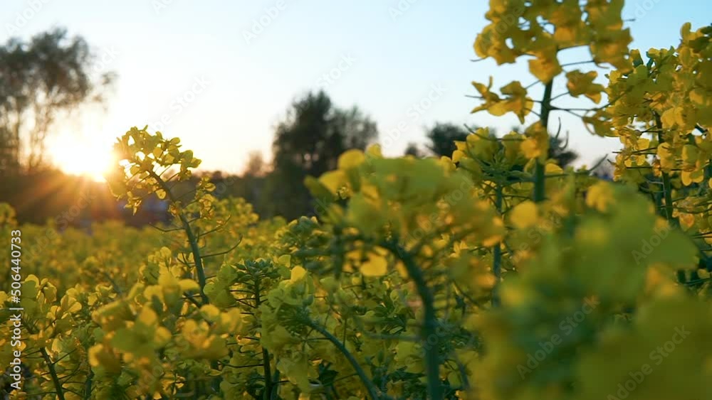 Bright-yellow Rape Flowers In Rapeseed Farm On A Sunny Day. close up Bright-yellow Rape Flowers In Rapeseed Farm On A Sunny Day. close up