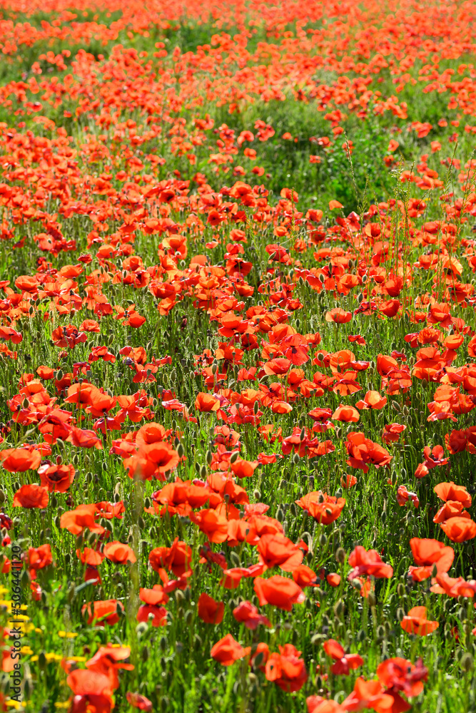 Red poppy flower field and detail in Italy.