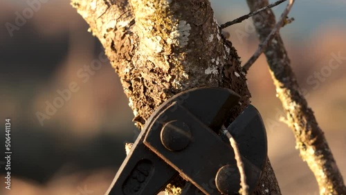 Branch scizors cutting small, narrow branches. Close up vide, macro shot of gardening tool cutting twig. photo