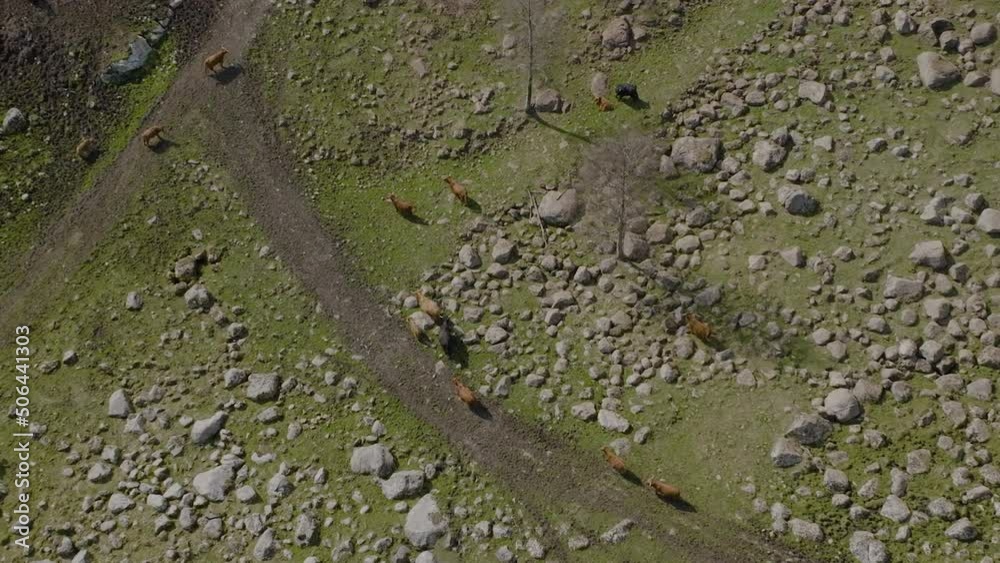 Aerial look down to herd of highland cattle wandering on gravel road and rocky pasture. Aerial look down to herd of highland cattle wandering on gravel road and rocky pasture.