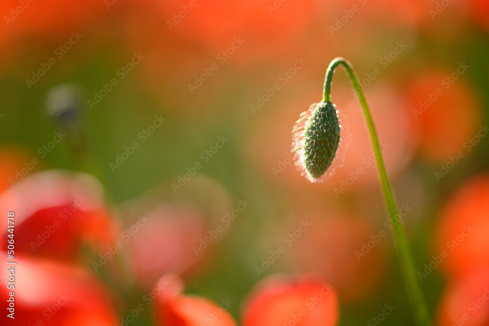 Red poppy flower field and detail in Italy. Red poppy flower field and detail in Italy.