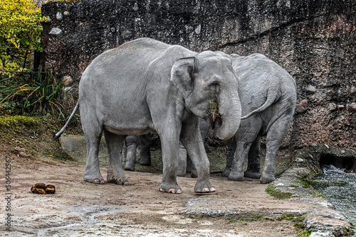 Asian elephants eating hay. Latin name - Elephas maximus	