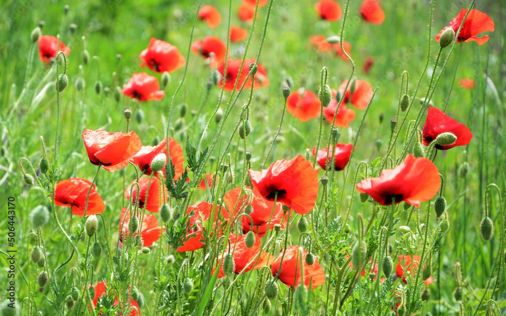 Fototapeta premium field of poppies
