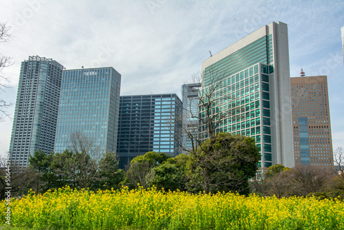 Yellow rapeseed flowers in bloom in Hamarikyu Gardens in Tokyo with the high rises at the back in spring time, Tokyo, Japan photo