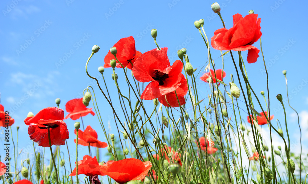 Obraz premium poppy field with sky