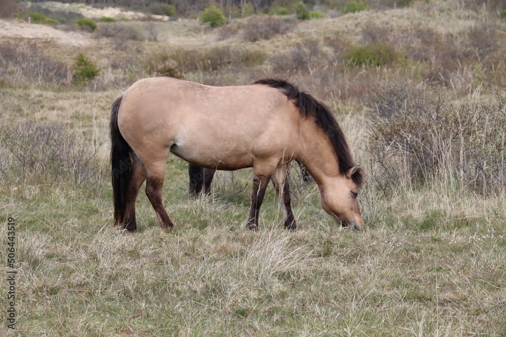 Fototapeta premium horse in the meadow
