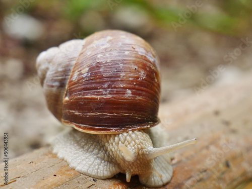 Weinbergschnecke auf dem Weg