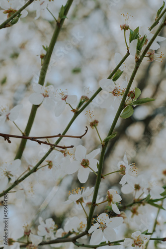 white cherry blossoms