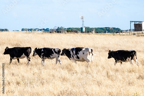 Cows walk to the dairy at milking time photo