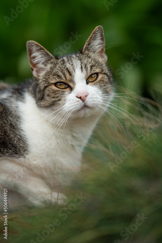 Domestic cat sitting in a garden © DoraZett