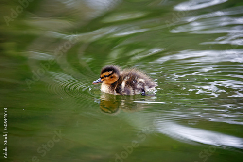 Mallard duckling exploring around the pond