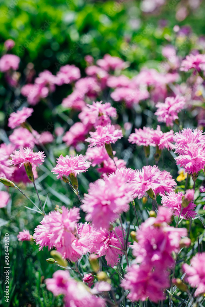 Flower meadow in summer with pink cornflowers. Sunlight.Centaurea cyanus. A field of wildflowers. Flower meadow in summer with pink cornflowers. Sunlight.Centaurea cyanus. A field of wildflowers.