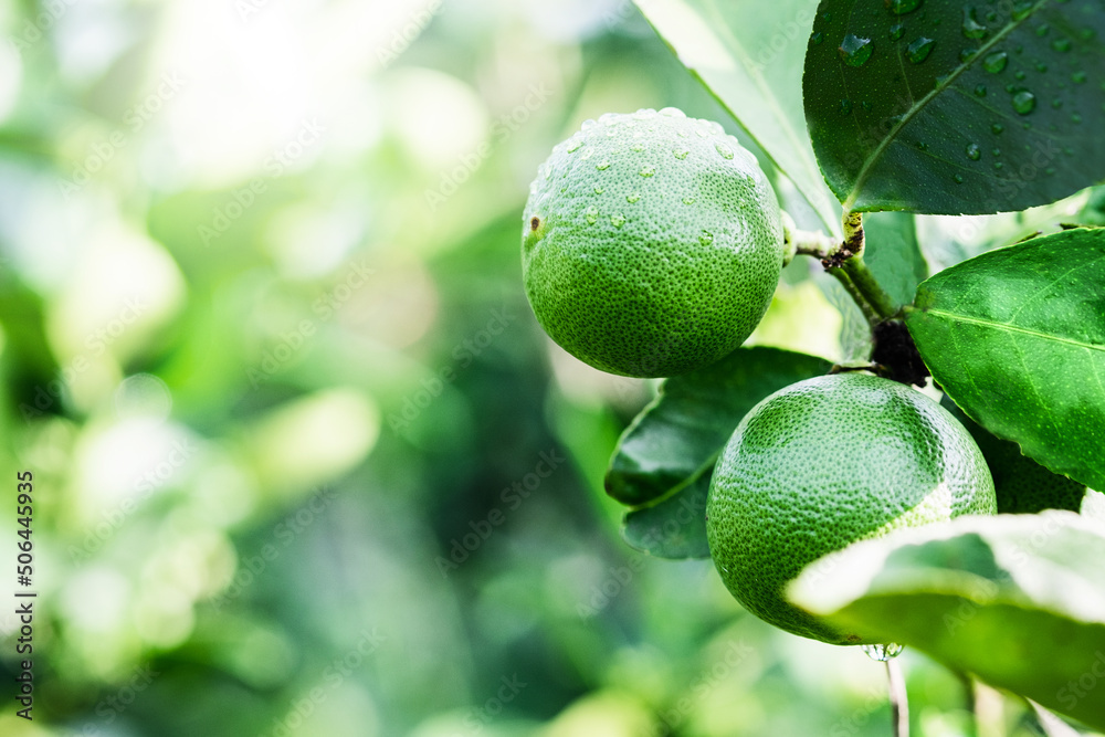 Agricultural concept. Cultivation of cash crops, mature lime in a lime garden , Close up