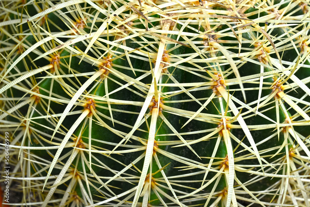 Giant prickly cactus. Trendy amazing cactus. Giant prickly cactus. Trendy amazing cactus.