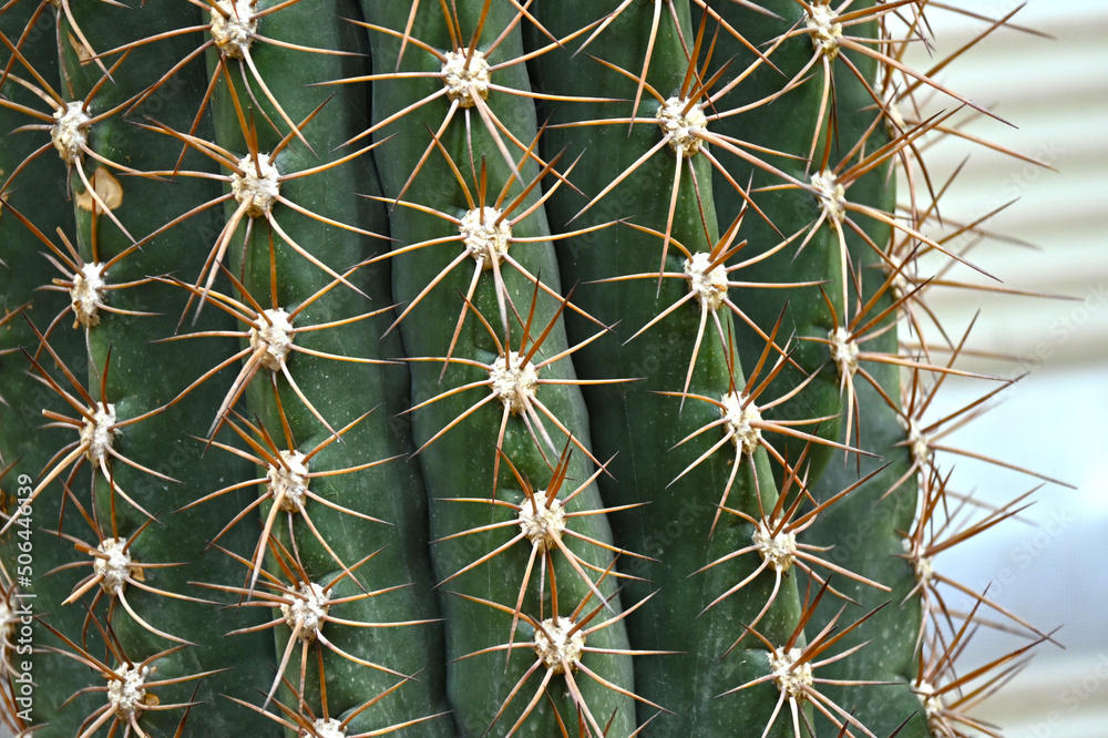 Giant prickly cactus. Trendy amazing cactus. Giant prickly cactus. Trendy amazing cactus.