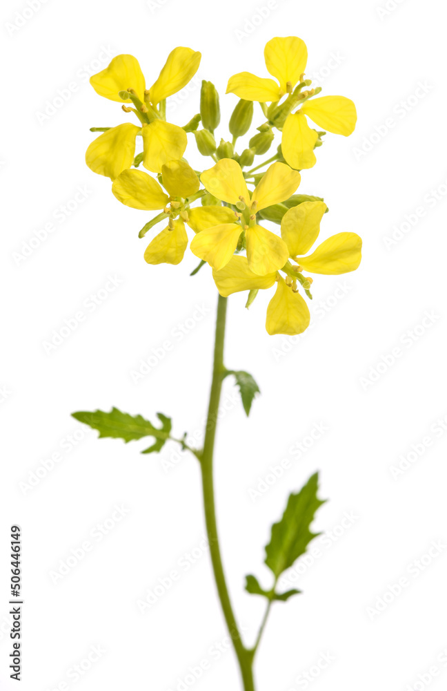 Fototapeta premium Mustard plant with flowers